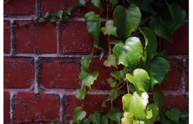 La Belle Vigne - Namur - Foto 32