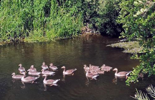 Poplar Cottage - Foto 14