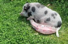 Gnaden- und Ferienhof Saale Wittgenstein in the middle of gar nix - Foto 37