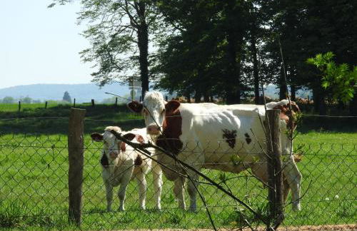 Gîte indépendant avec étang - 3 chambres, animaux admis - FR-1-583-382 - Foto 29