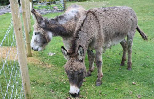 Ardgarry Farm - Photo 36