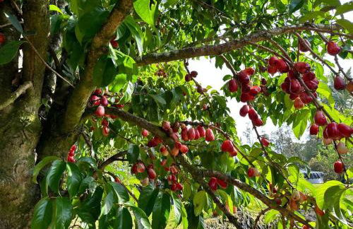 Puna Zen Botanical Garden Retreat - Foto 48