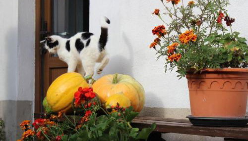 Ferienhaus Christine - Photo 3