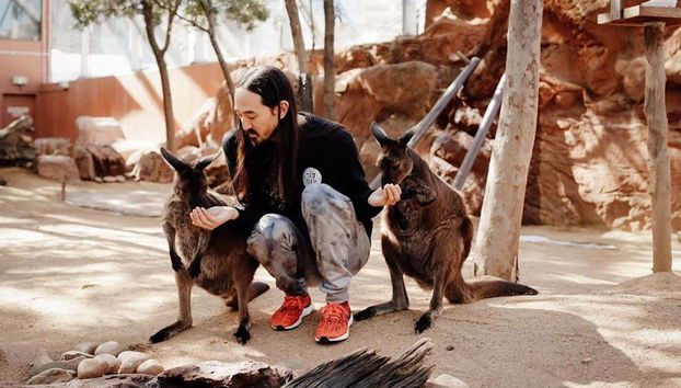 Alimentando os cangurus