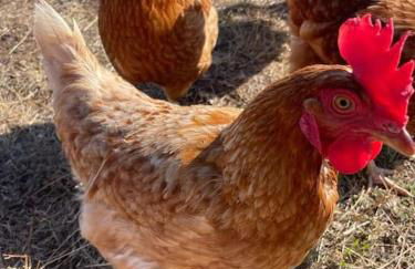 El Telar Arte y Naturaleza - Foto 12