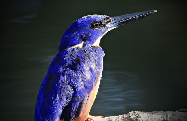 Egrets Rest - Daintree - Photo 16