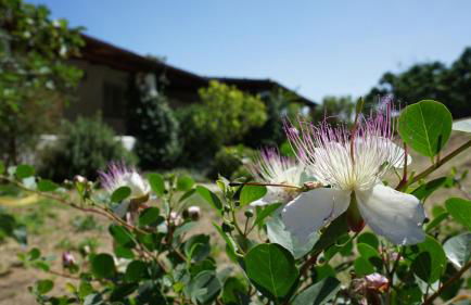 LE CASETTE DI MALFA - Foto 42