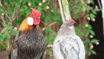 Ferienwohnung "Strandkorb" - Foto 4