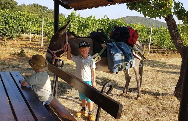 Casa Girasole Agriturismo Le Selvole Tuscany - Foto 25