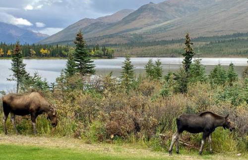 Northern Lights from Hot Tub, Denali National Park - Photo 47