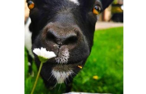 L'Etoile du Vignoble Meublé de Tourisme 4 étoiles au cœur d'un ranch alsacien sur la route des Vins - Climatisé - Foto 5