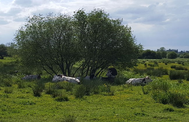 Entre Ciel et Marais - Foto 40