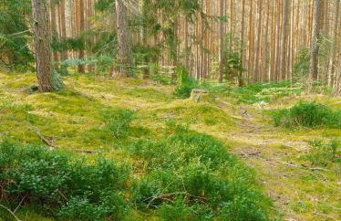 Bukowe Zacisze - Foto 20