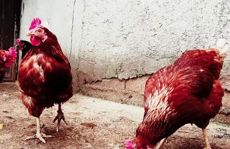 Camera a Catanzaro in villa relax ""oasi verde"" - Foto 42