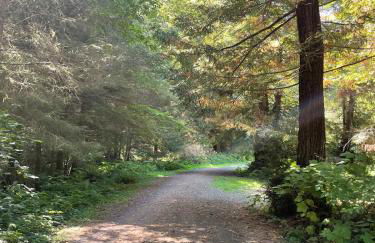 The Tall Trees Cabin - Foto 11