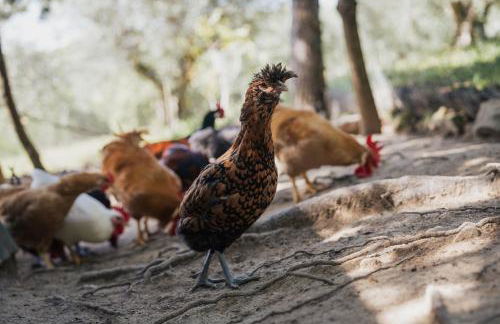 Agriturismo Casa Del Nonno - Foto 47