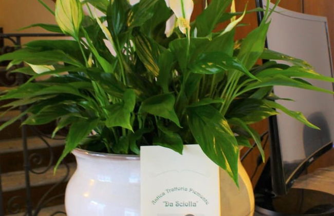 Locanda Piemonte da Sciolla - Foto 21