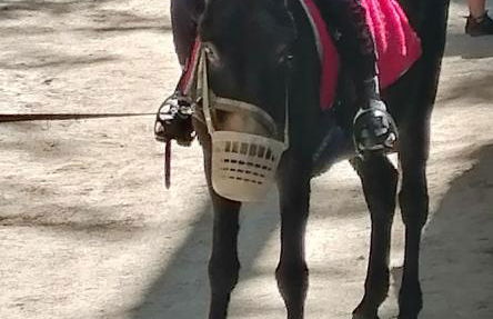 Le chant de l'ègue - Foto 2