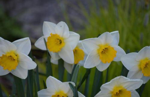 Carraig Mor Cottage - Beautiful House, Amazing Garden, Downtown Baileys Harbor - Foto 12