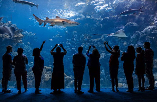 Tampa ZooQuarium Ticket - Photo 1