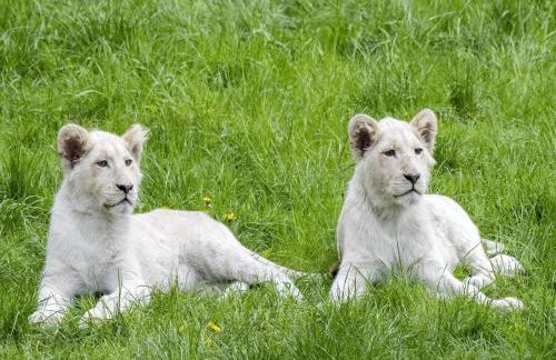 Luxuszelt im Serengeti Park - Photo 21