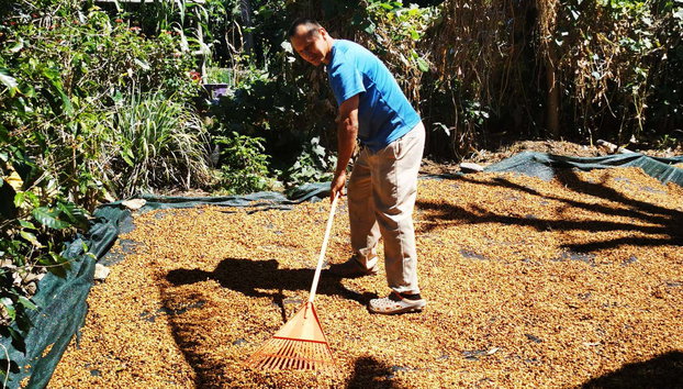 Tour del café por San Marcos de Tarrazú - Foto 4, Aprendiendo sobre el procesado del café