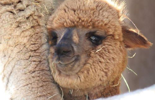 Lana Salta Alpakas - Gemütliche Gästezimmer auf dem Bauernhof - Foto 6