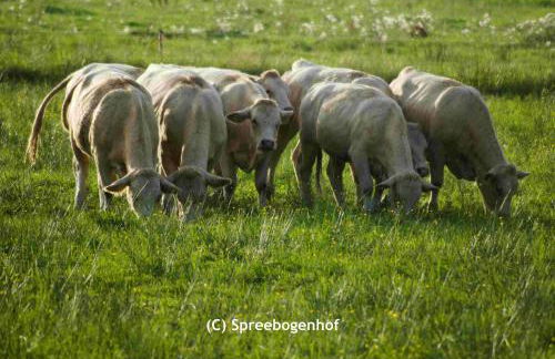 Spreebogenhof - Foto 16