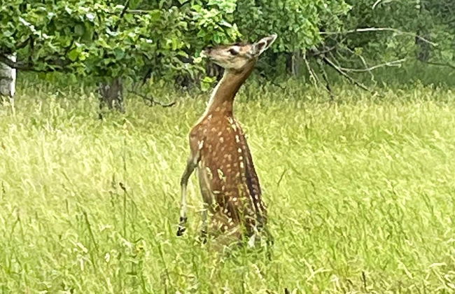 4 Person Holiday Home in Gusum-by Traum - Foto 12