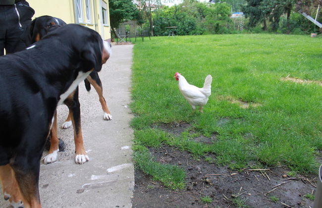 Stollis FeWo - Foto 29