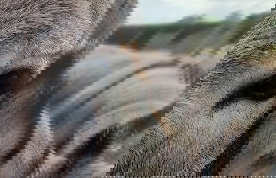 Little Lodge Glamping - Foto 11