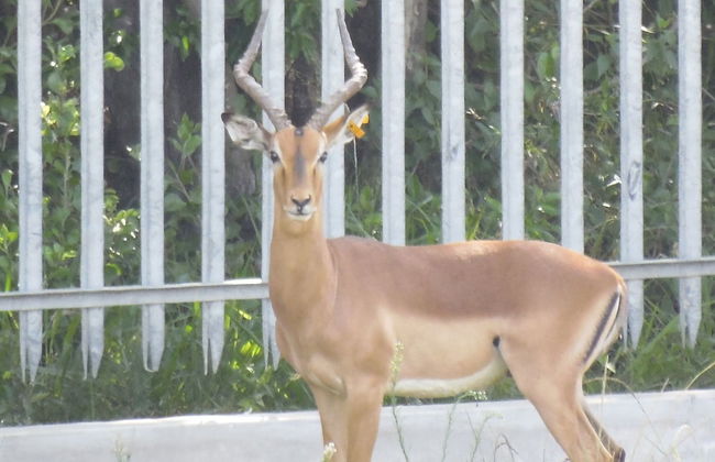 Monzi Safari Lodge - Foto 39