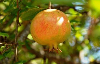 Villa Fleria Seaside Studios & Apts - Foto 57