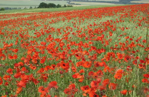 Ferienwohnung Am Korretsberg - Foto 33