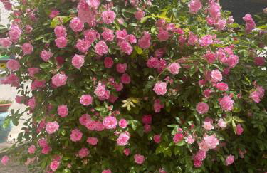 Nuova Scardua Agr Cucina Tipica - Foto 72