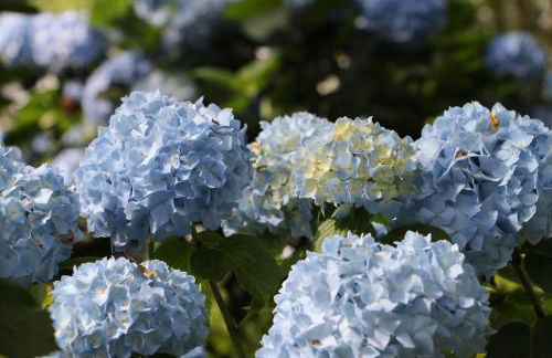 Apartamentos Mar y Mar Agroturismo - Foto 36