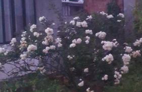 Casa da A'LICE - Photo 14