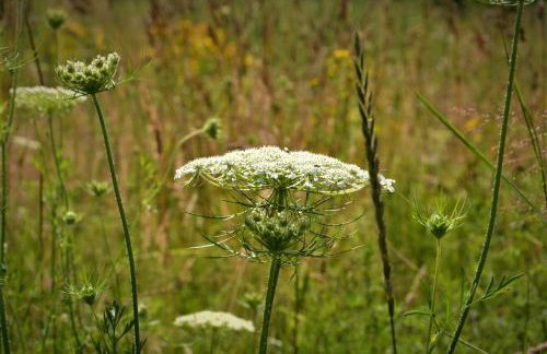 Lawendowa Malanówka - domek nad jeziorem - Foto 36