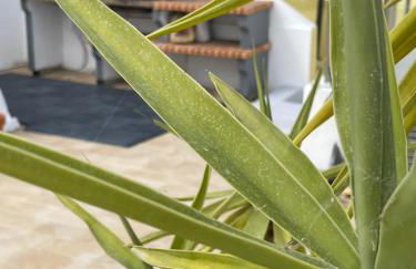 Vila do Sol - Foto 6