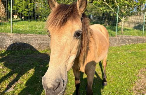 Casa Camiño do Eume - Foto 34