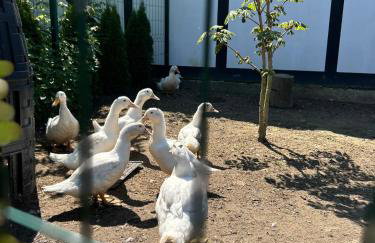 Domki letniskowe nad morzem - Foto 2