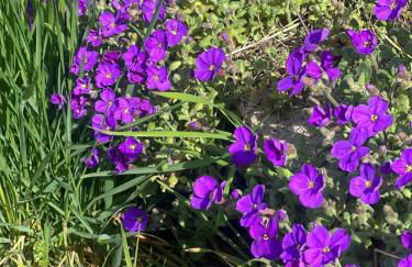 Schlossberg Apartments & Garten in der Natur & unweit vom "Thüringer Meer" - Foto 16