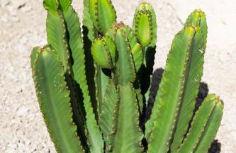 Oasis El Sauzal - Chalet con Piscina y Encanto - Foto 51