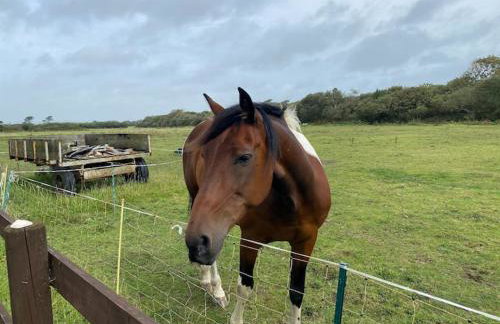 Seahorse Cottage - Foto 5