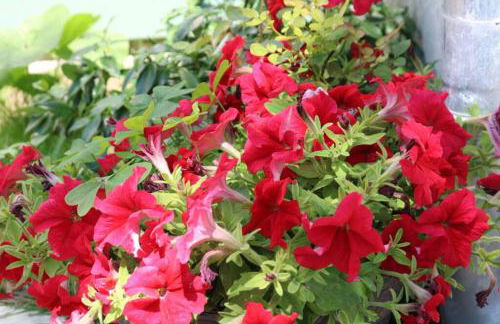 Beau T3 *** pour 2 à 4 pers avec patio privatif - Foto 27