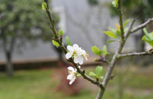Casa do Avô Ezequiel - Foto 37