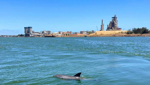 Fique atento aos golfinhos!