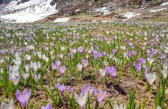 Verde Bosco - Photo 26