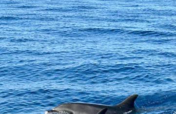 Casa Carneirinho by Olá Madeira - Foto 16