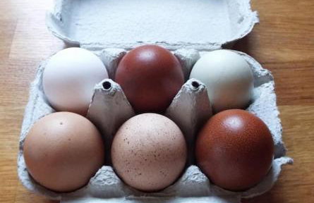 The old hayloft on 22 acre country smallholding - Foto 17